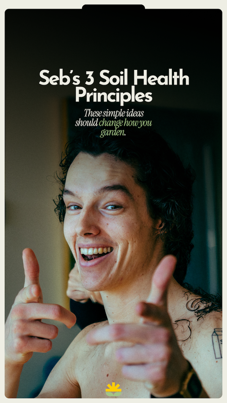 A mulched garden bed with healthy plant growth