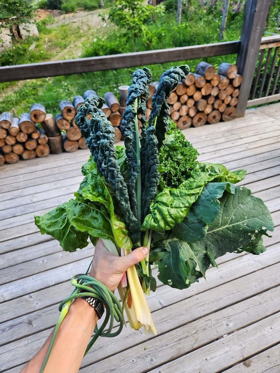 Summer growth in the vegetable garden
