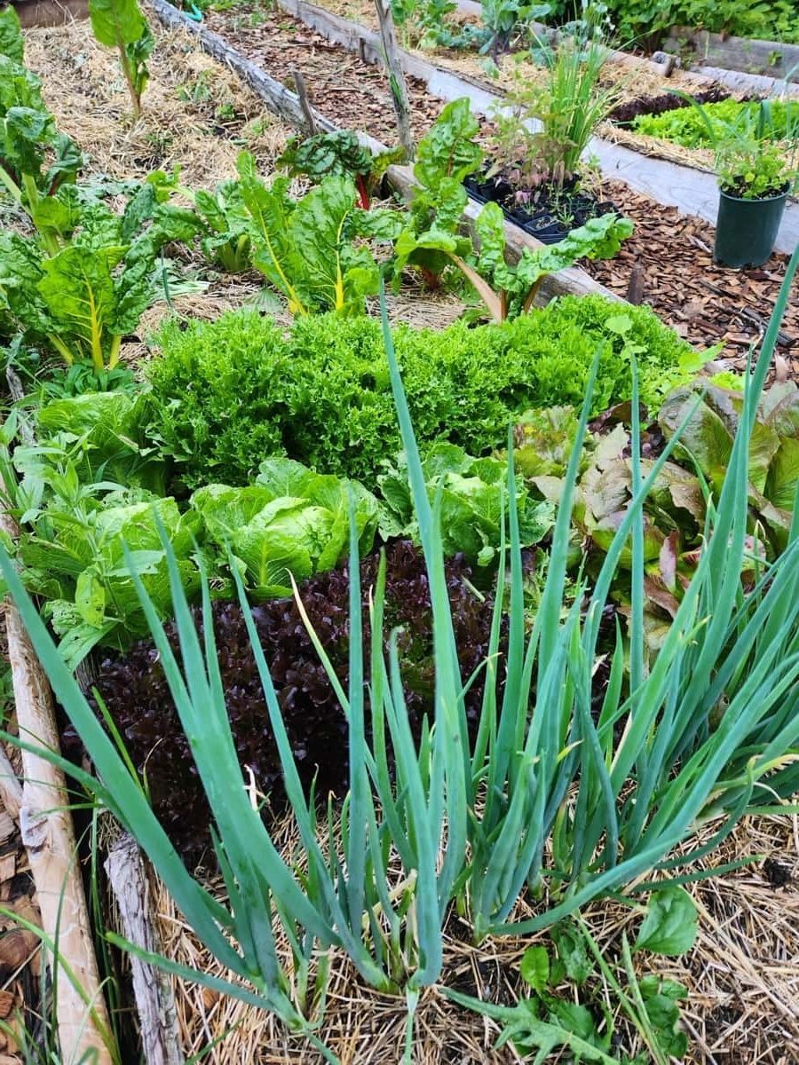 Late summer vegetable garden beds