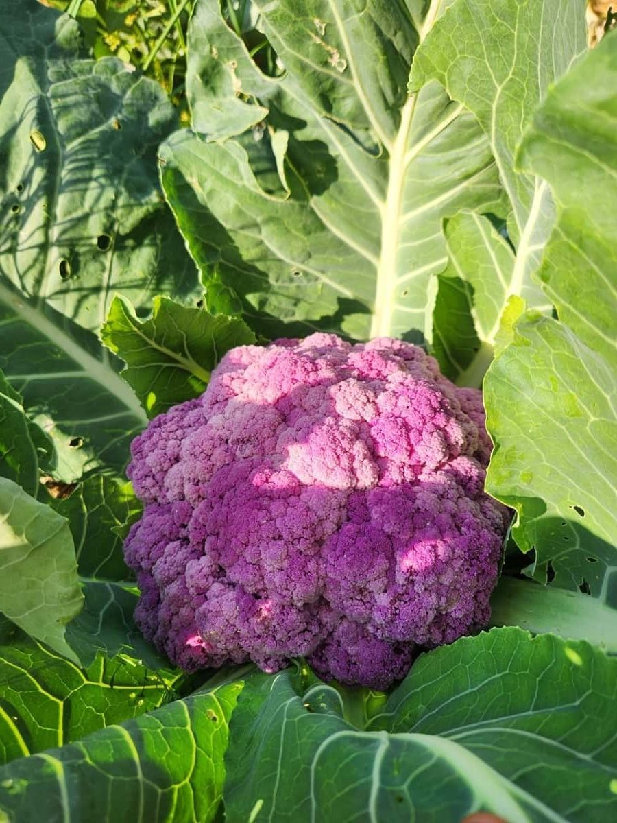 Abundant garden plants in summer