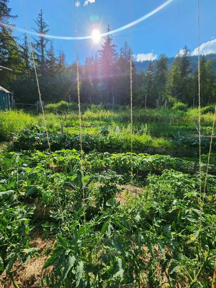 Garden beds and paths in summer