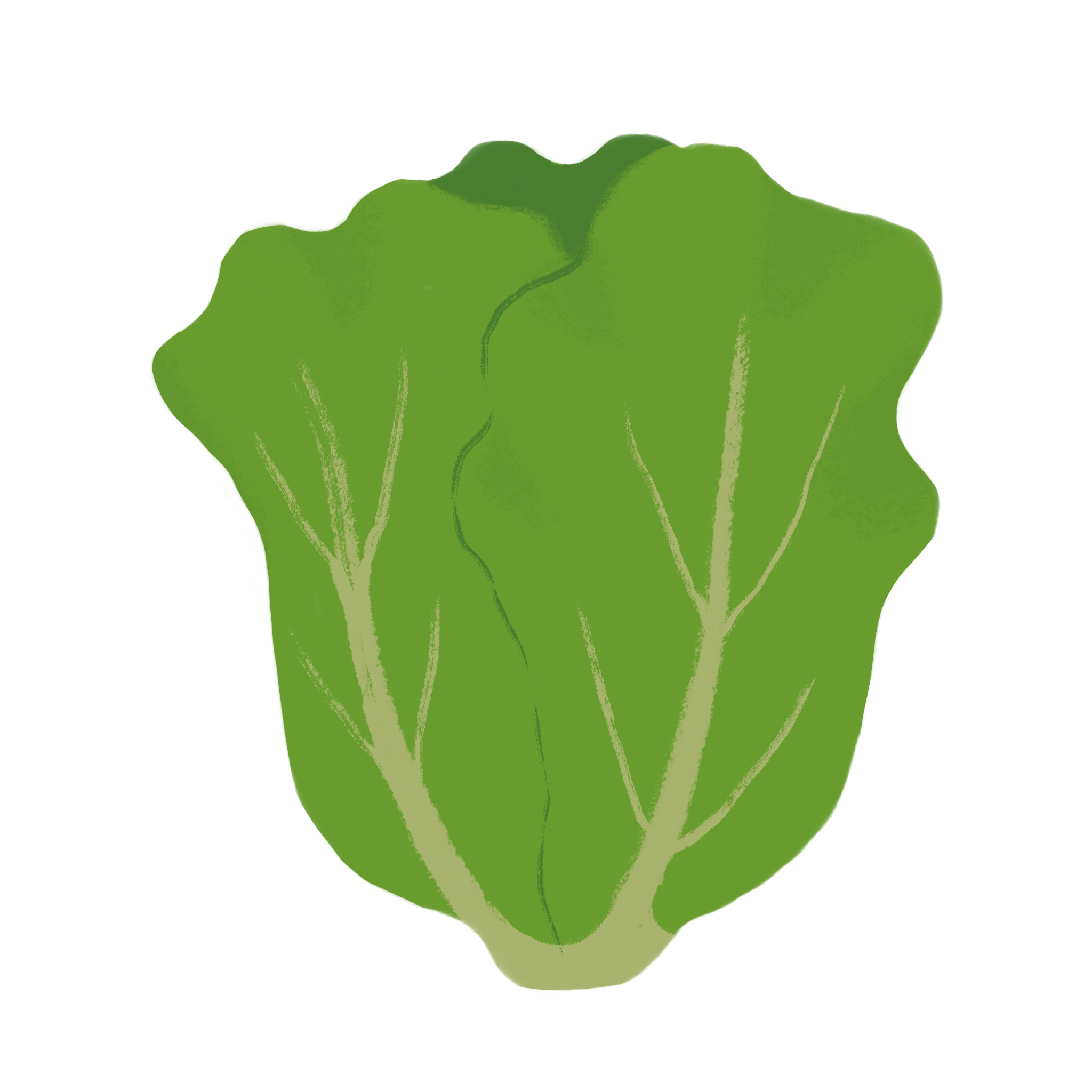 Lettuce and leafy greens growing in healthy soil