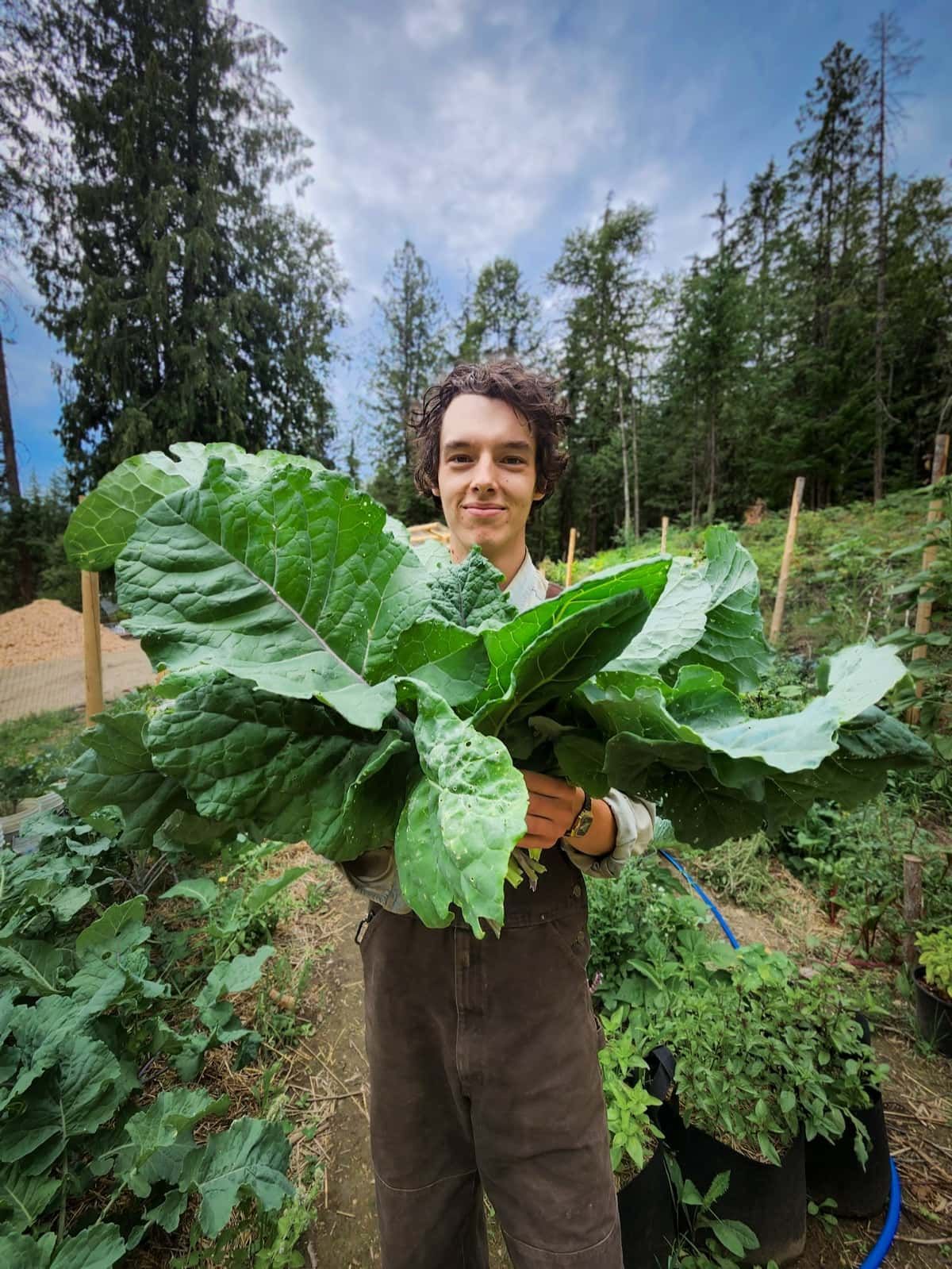 Seb in the kale garden